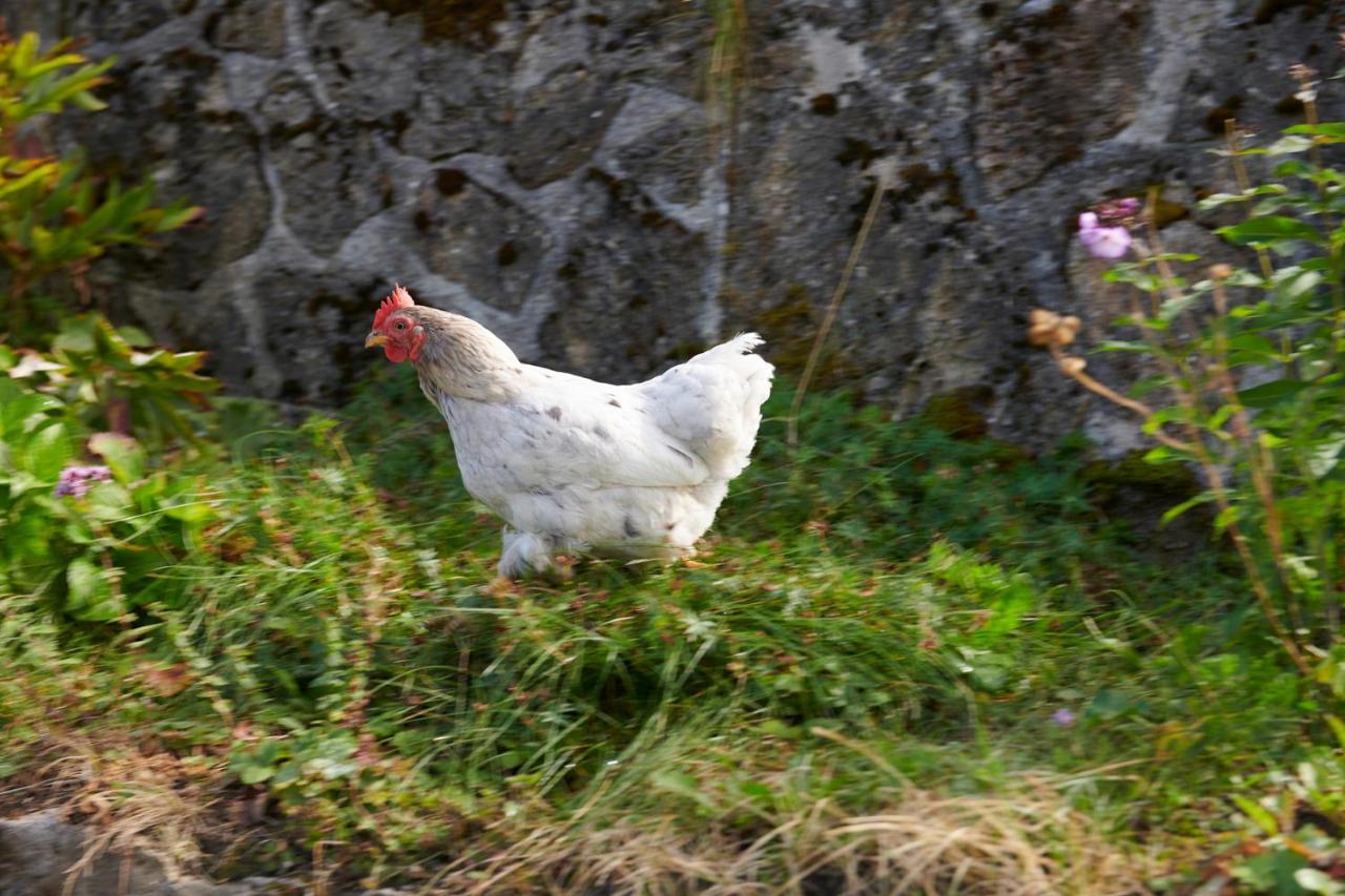 The Conscious Farmer Bed And Breakfast Sauerland Willingen  Eksteriør billede